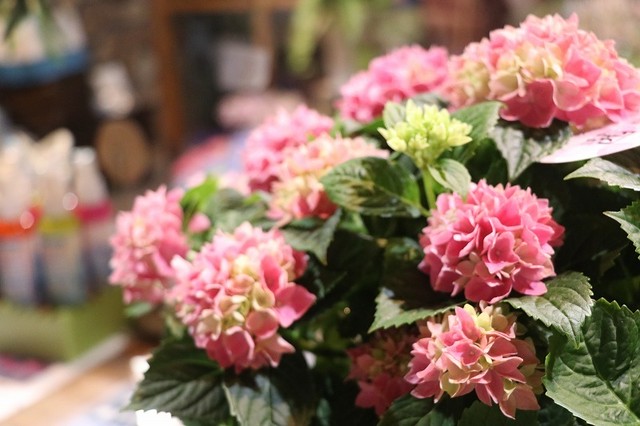 紫陽花 アジサイ 茜雲 あかねぐも Gp Yamacho