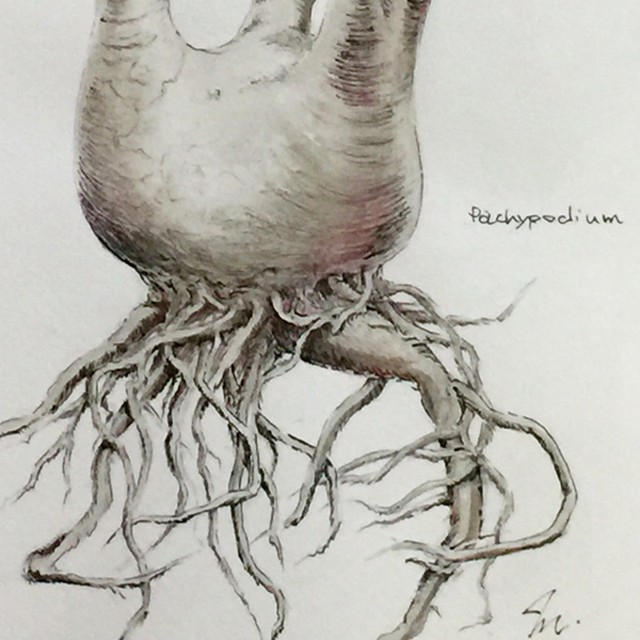 パキポディウム グラキリス 植物画 原画 Pachypodium Gracilius Mayco S Succulent Art Box