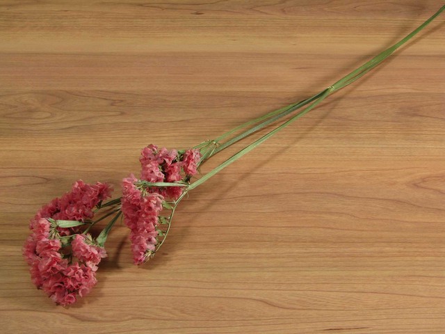 スターチス 赤 2本セット ドライフラワーショップ Une Brise ユヌブリーズ 川越