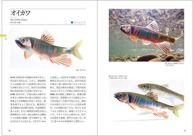 埼玉の淡水魚図鑑 さわらび舎