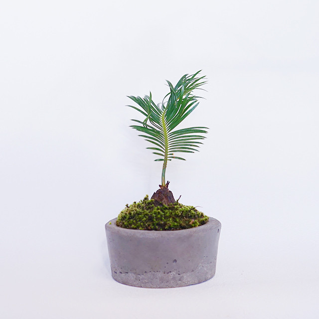原始的な見た目が人気のソテツ こんもり盛った苔の鉢植え アトモスフィス 苔をあしらった観葉植物や花草 苔玉などの通販
