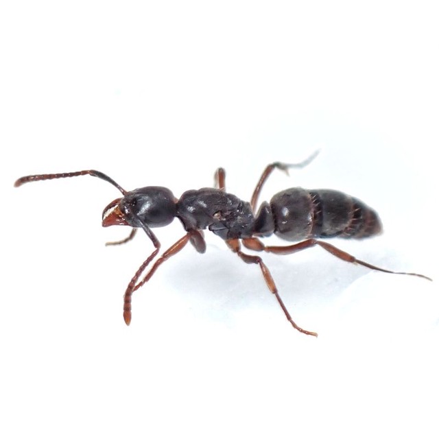 オオハリアリ アリの巣付き 女王1匹以上 コロニー Brachyponera Chinensis あり巣 In Underground 蟻 の総合店 生体と飼育用品など
