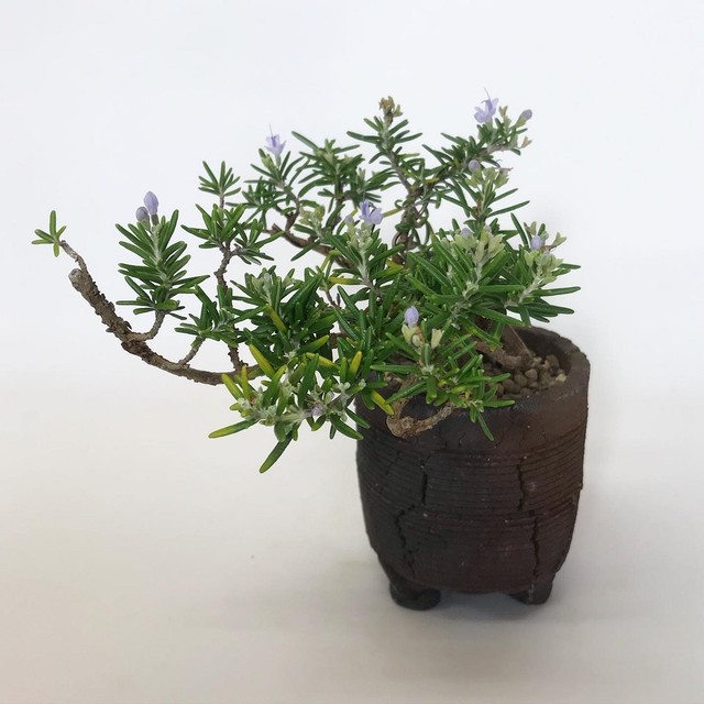 ローズマリー盆栽 匍匐性 R6 Bonsai 鉄と山