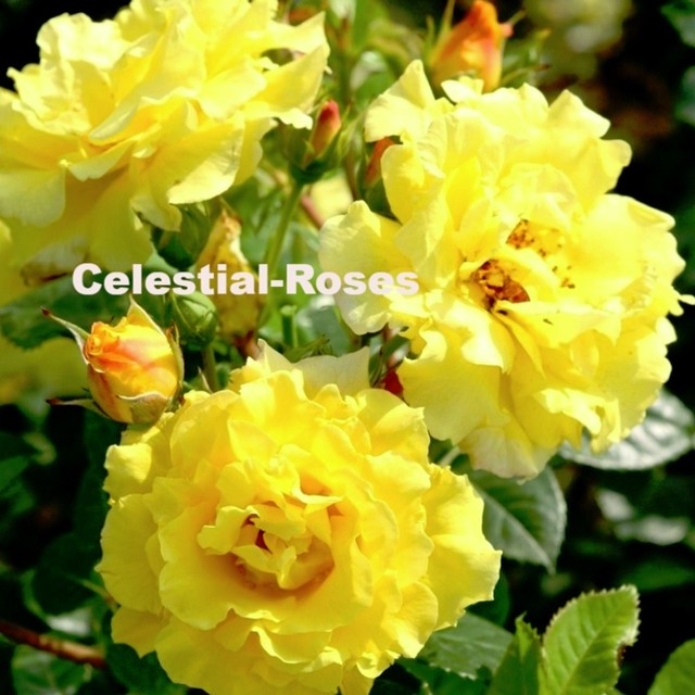 エバーゴールド 天空のバラ園 無農薬バラ苗 花苗 クレマチス ハーブ産直販売