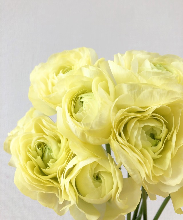 ラナンキュラス Jp Farmers Com