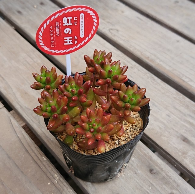 多肉植物 虹の玉 じもん商店