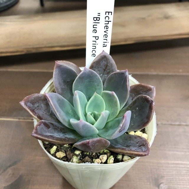 エケベリア Blue Prince ガーデンメッセ