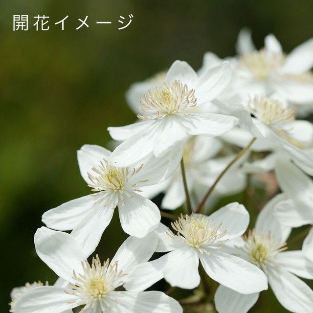 クレマチス アーマンディー 苗 4 5号 クレマチスの丘 フラワーショップ