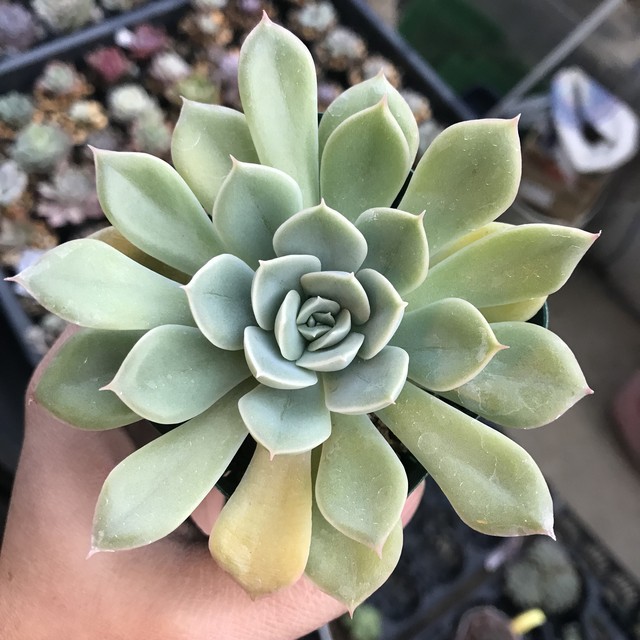 多肉植物 ムーンフェアリー ゆき のんちゃんのお店屋さん