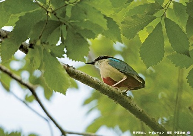 野鳥写真集 鼓動 高津創造株式会社オンラインショップ