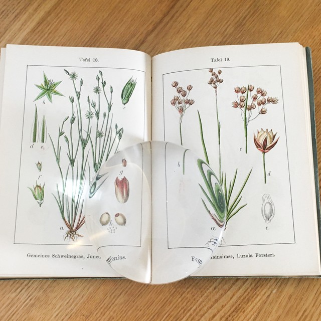 J Sturm 15冊 珍しいソフトカバータイプ ドイツ アンティーク 植物図鑑 ボタニカル ビンテージ ヤーコブ シュトルム 植物画 博物画 べるりんのーと
