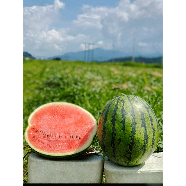 こまがた家の八色のスイカ 極上小玉スイカ 2玉 1玉あたり約1 6 2 5kg こまがた家オンラインショップ