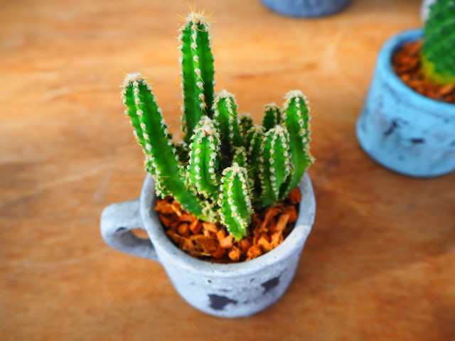 サボテンのベラボン ヤシの繊維 植え 寄せ植え屋