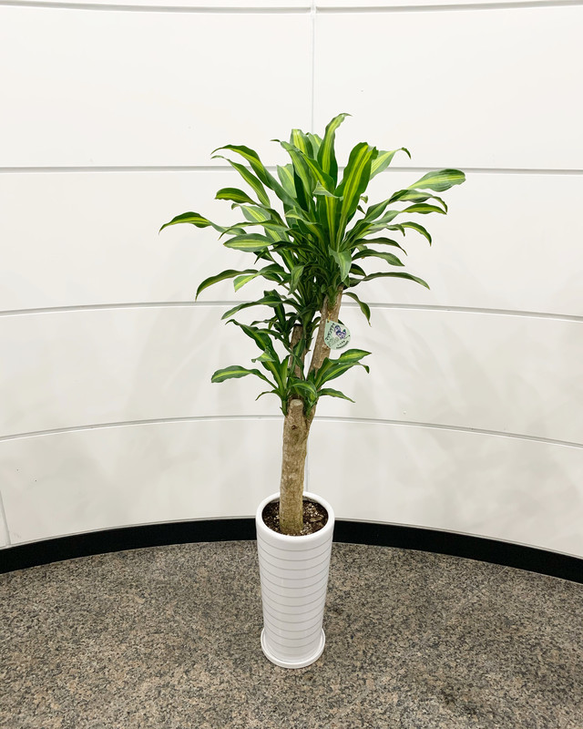 観葉植物 マッサン 8号 陶器 花屋のbiotopビオトープ