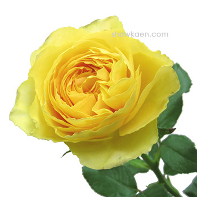 魔法の黄色いバラ12本 魔法の花物語の世界へ案内する 花フローレ