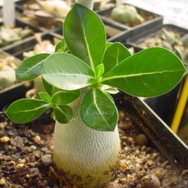 1400円 砂漠の薔薇 アデニウム オベスム の種10粒と土2杯セット多肉植物 三輪めだか