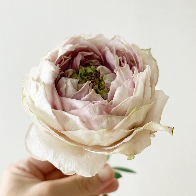 One Flower 一輪のよいはな バラ (やぎバラ育種農園)