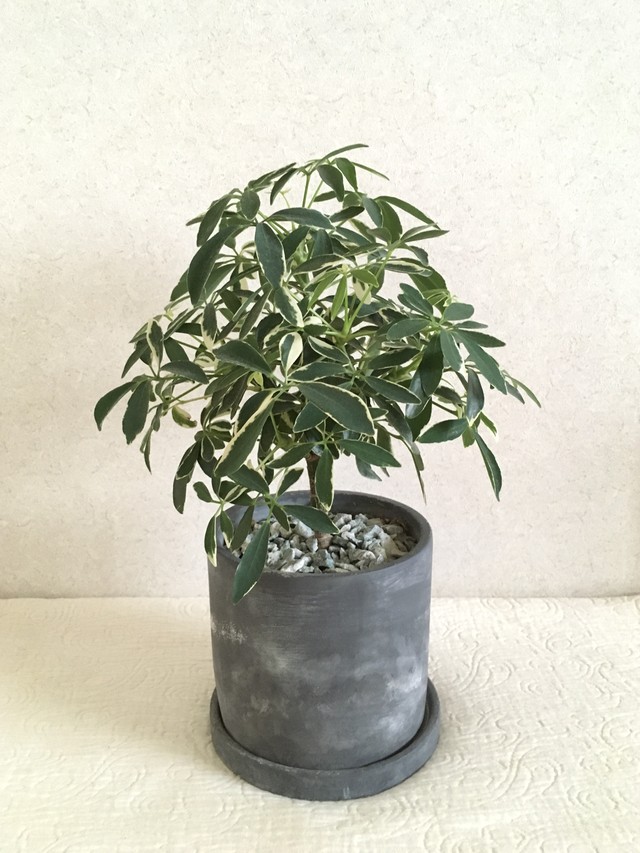 観葉植物 シェフレラ アルボリコラ ムーンドロップ Miztiq Plants Shelf