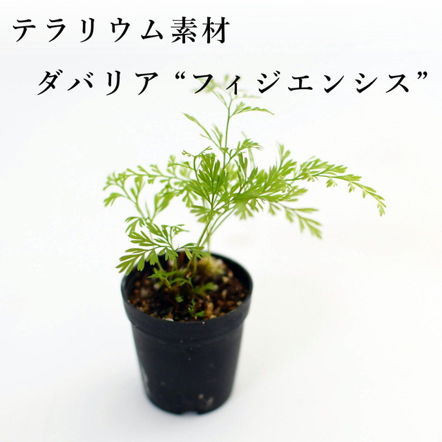 ブレクナム シルバーレディ シダ植物 苔テラリウム作製用素材 苔テラリウム専門ショップ道草