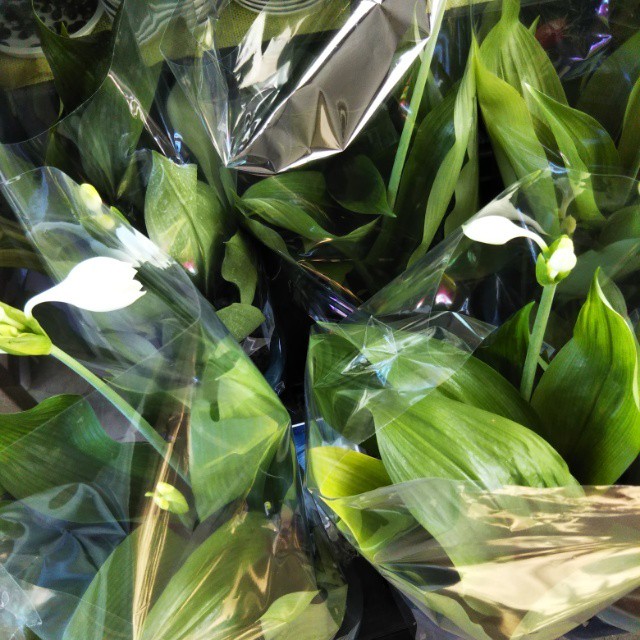 アマゾンリリー ユーチャリス6 5寸鉢苗 Hanazukin 花ずきん 農家直送の花苗 シンビジュームの花束