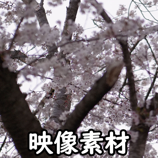 映像 動画素材 日本の桜 サクラ さくら Letsshare