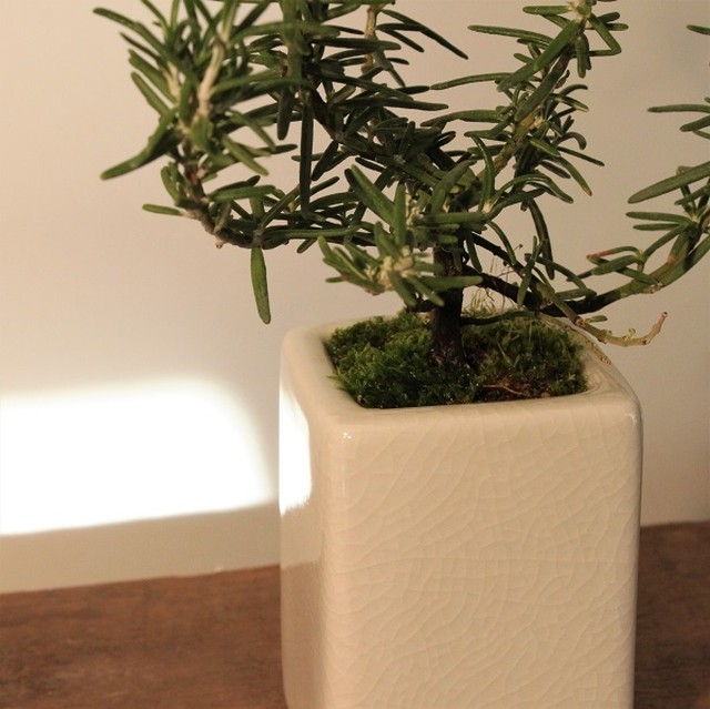 盆栽 ローズマリー ダンシングウォーター ほふく性 盆栽と山野草の植物店 八百日 Yaoca Bonsai Plants