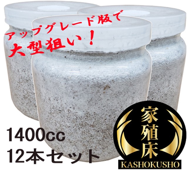 最高級菌糸瓶 1400 12本セット 家殖床金 ゴールド 輝心堂 最高級菌糸瓶販売サイト