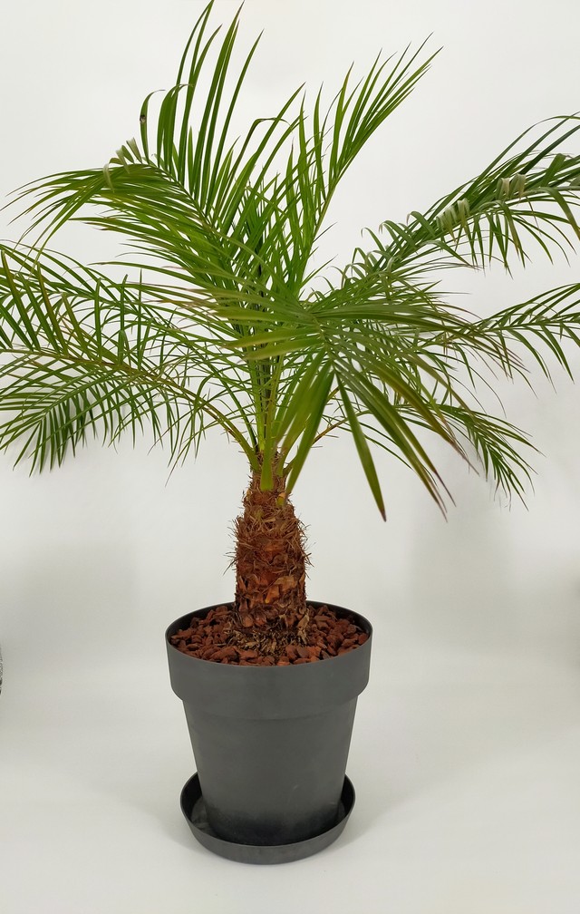 Lサイズ 約110 140 植物通販の専門店 Wipla