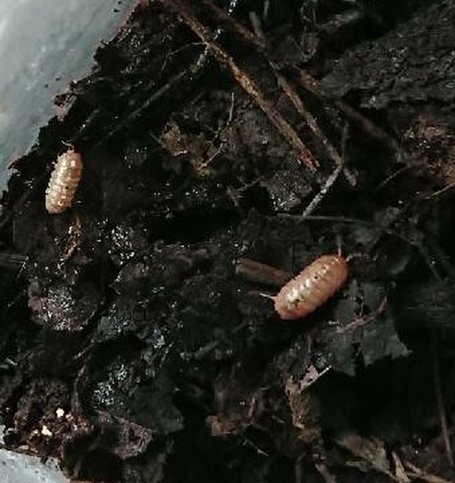 アルビノダンゴムシ T 10匹 Small Life
