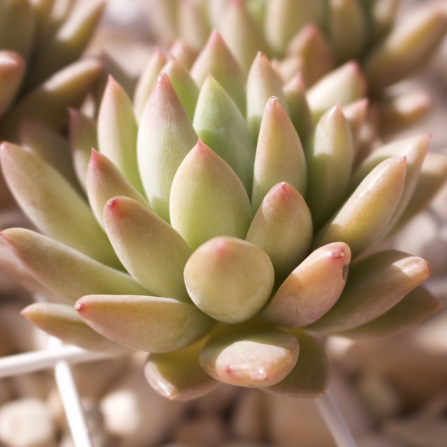 ウォーターリリー ベビーフィンガー 多肉植物 韓国苗 多肉植物専門店たーにっく