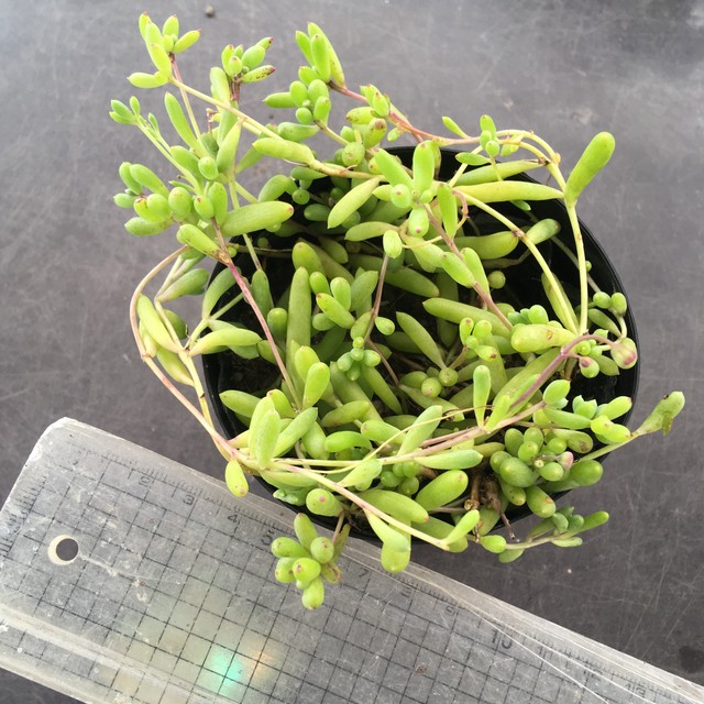 姫ルビーネックレス カペンシス Rupo 多肉植物専門店