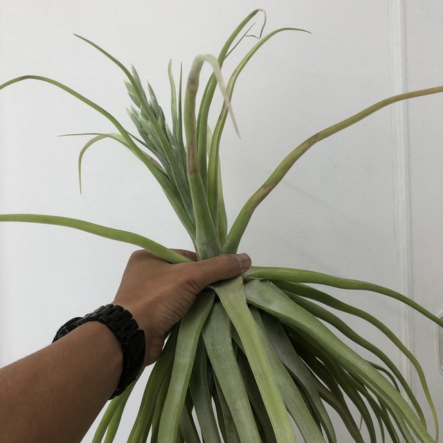 Tillandsia Streptophylla Giant ティランジア ストレプトフィラ ジャイアント フォーム Plants And Candle Shop Lilwa