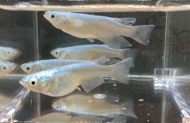 青幹之フルボディー Mサイズ １ペア 福々めだか 上質なメダカの販売と通販