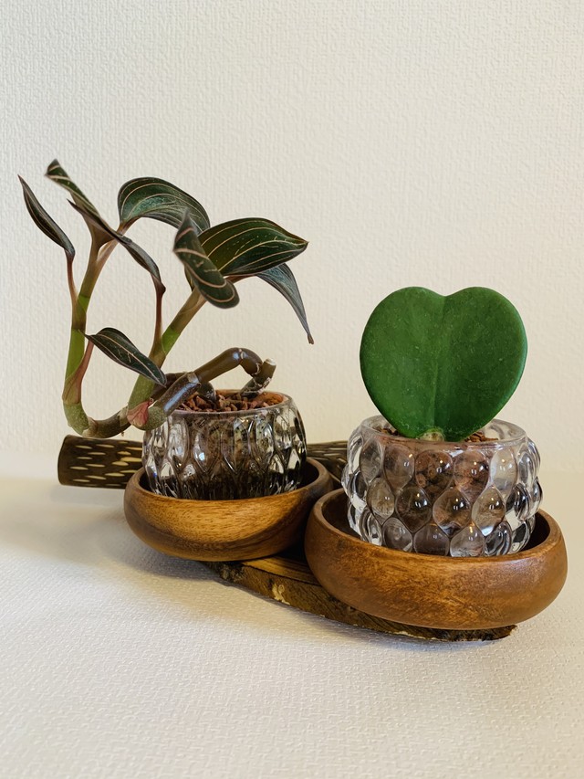 葉nawaオブジェ 山茶花 観葉植物ハイドロカルチャー鉢受け 葉nawa