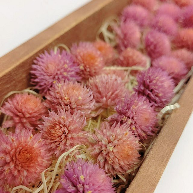 センニチコウ 千日紅 ドライフラワー ヘッドのみ ピンク系 002 雑貨とドライフラワーの店 Myrte ミルテ