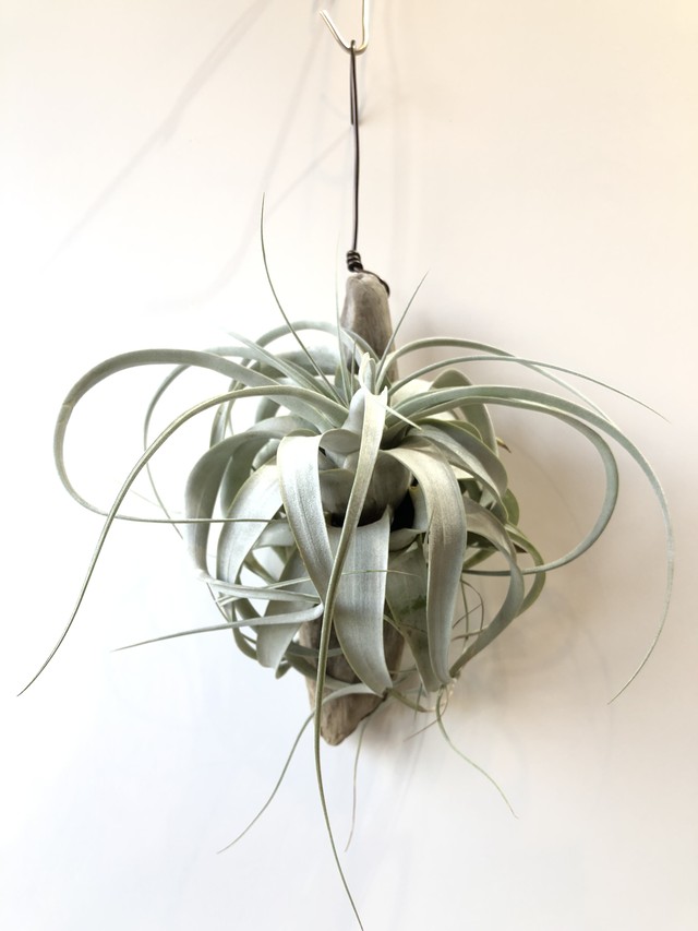 T キセログラフィカ 流木 Tillandsia Xerographica クルール Couleur