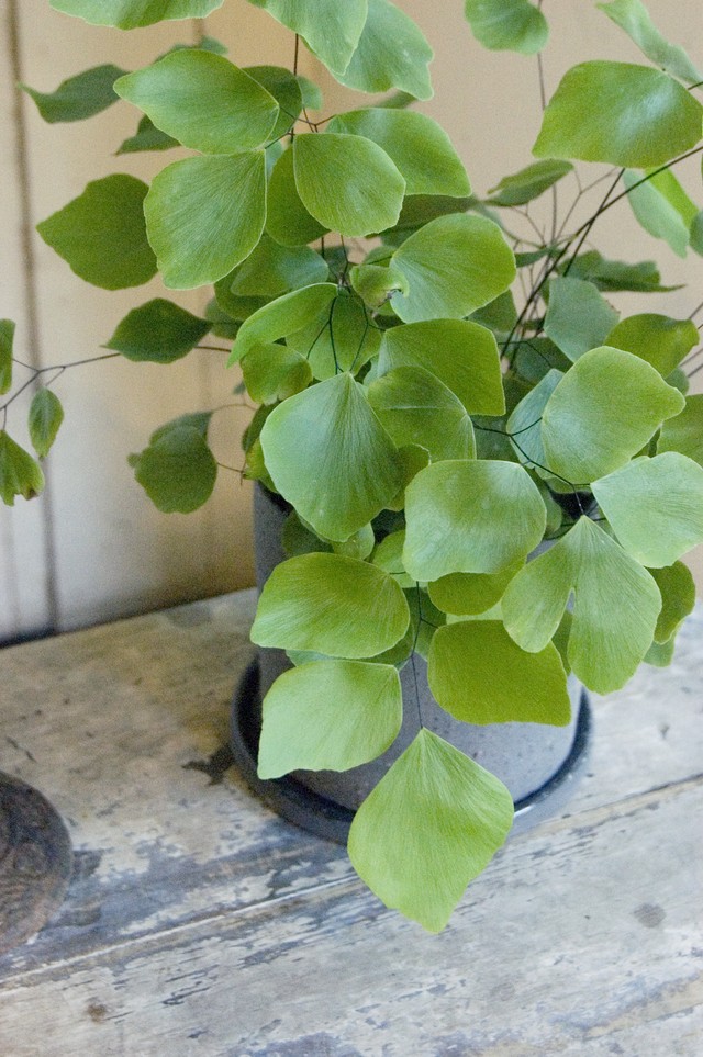 アジアンタム ペルビアナム Neo Green