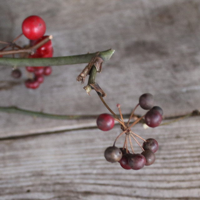サンキライの実 ドライフラワー 富良野 花七曜 ドライフラワーショップ