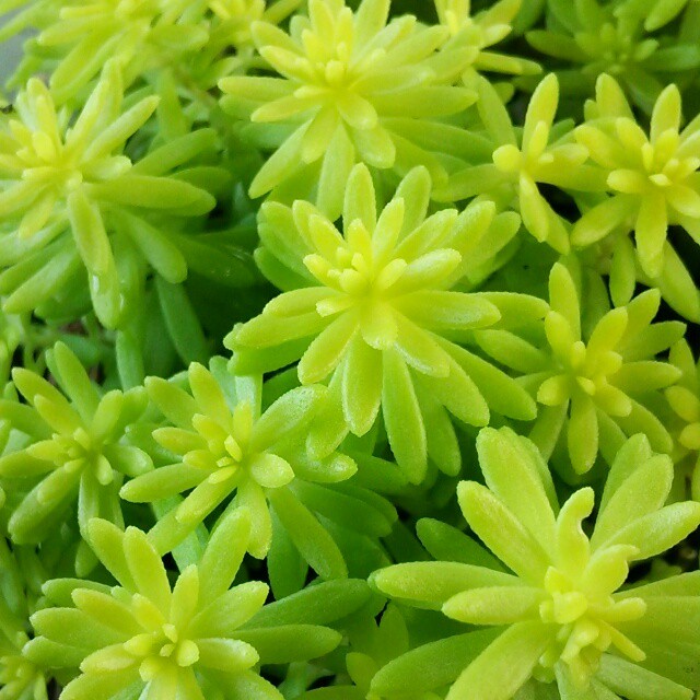 セダム ミモザ９cmポット苗 Hanazukin 花ずきん 農家直送の花苗 シンビジュームの花束