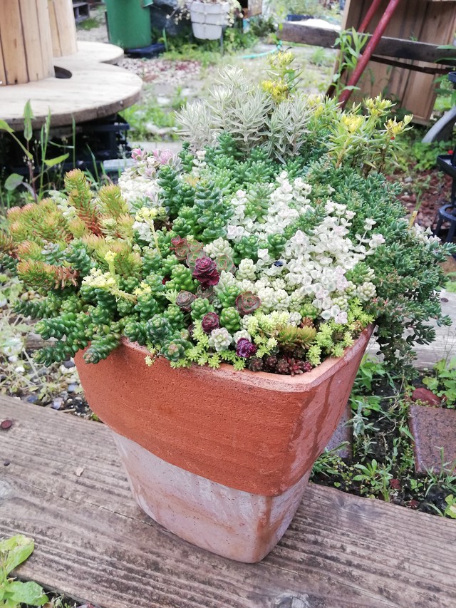 セダム寄せ植え 素焼鉢 Rupo 多肉植物専門店