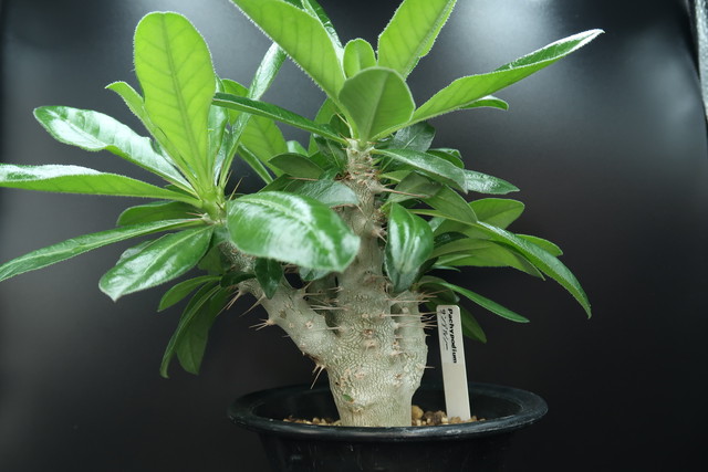 枚数限定 大株 パキポディウム サンデルシー 発根済 塊根植物 コーデックス 人気急増 発根済み 個性的 格好良い インテリア サウンデルシー プラ鉢 国内正規品 限定 Www Dmaa At