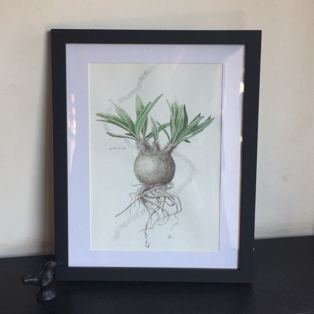 パキポディウム グラキリス 植物画 原画 額入り Pachypodium Gracilius Mayco S Succulent Art Box