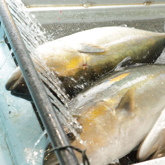 丸ごと極上カンパチ 1本売り みなみ水産冠八屋