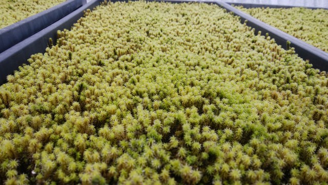 1枚だけお急ぎの方 スナゴケシート1枚 ヤマト運輸配達 Yagiman苔shop