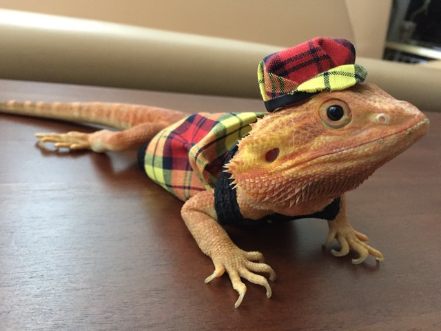 赤と黄色のチェックのキャスケット M とかげ服専門店 Paca
