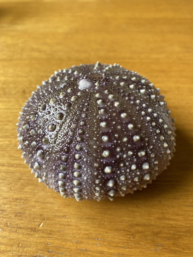 ピリカ玉 煌 ウニ殻のランプ Kaido Shop