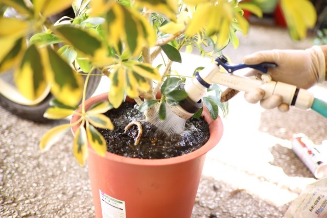 観葉植物 まずは相談ください 仕入状況により格安提供 配送料込み ご希望に合わせて内容相談可 Nidoflower