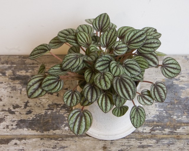 ペペロミア ペッパーミル Neo Green