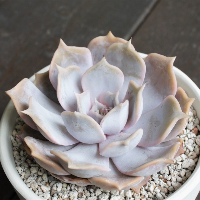 3号 現物 リラシナ エケベリア 多肉植物 多肉植物メインの植物店 Succulents Plants Gemmafolia