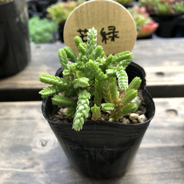 若緑 いちかわふぁーむ セダム 多肉植物 Melty Works 多肉植物 と Dulton プランター のお店